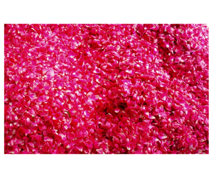 Pétales de rose séchés de qualité export du Vietnam - Vente en gros botanique pour usage cosmétique - Product Image 6