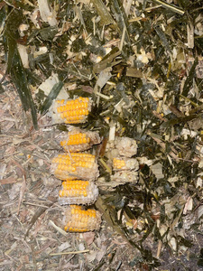 Silage de maïs, Silage de maïs riche en nutriments, Silage de maïs pour le bétail, Silage de maïs fermenté pour l'alimentation animale - Product Image 3