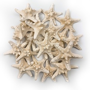 Étoiles de mer séchées pour artisanat et aquariums, prix le plus bas, étoiles de mer naturelles, vente en gros - Product Image 1
