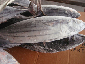 Thon entier congelé BQF de haute qualité, pêché en mer, 200-300g - Product Image 1