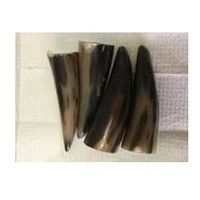 Pointe de corne de buffle naturelle de haute qualité, taille personnalisée, polie, couleur agate noire, artisanat religieux décoratif pour les fêtes