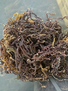 สาหร่ายทะเลแห้งคุณภาพสูงขายส่ง สาหร่ายทะเลสีม่วง สาหร่ายทะเลจากชายหาดเวียดนาม/ คุณลิมา - Product Image 5