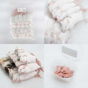 Souris congelées JUMP 7-8g Premium Hopper Mice, nourriture pour serpents, nourriture pour rongeurs, vente en gros, sans salmonelle, bio-améliorées - Product Image 1