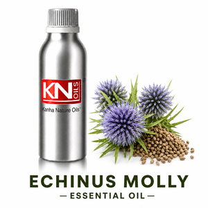 Aceite Esencial de Echinus Molly de Primera Calidad, Certificado Orgánico, Fabricante a Granel, Exportador y Mayorista Global, 100% Puro Echinops sp - Product Image 1