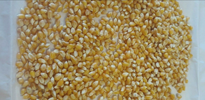 Maíz Amarillo Premium Grado 1-GMO, Maíz Seco Fresco con 99.99% de Pureza, 12 Meses de Vida Útil para Alimentación Humana y Animal - Product Image 6