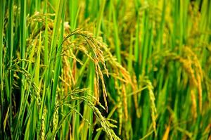 Vedan RT-90 Resistant Starch high <b>dietary</b> <b>fiber</b> for food and nutrition applications - Product Image 2