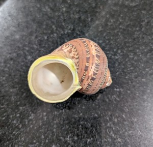 Exquisita belleza natural de conchas marinas para decoración global | Pedido a granel de Vietnam - Product Image 5