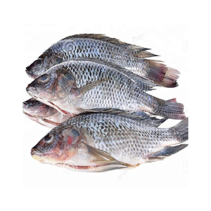 Pescado Tilapia Congelado de Alta Calidad Preparado para Exportación, Grado Comercial Global - Product Image 5