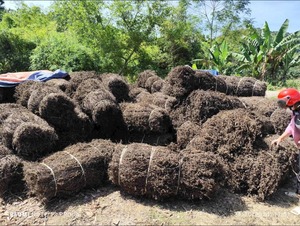 Premium Natural <b>Dried</b> <b>Grass</b> Jelly Herb Whole Raw Mesona Chinensis Herbal Material for Desserts Bulk Wholesale Factory Direct - Product Image 4