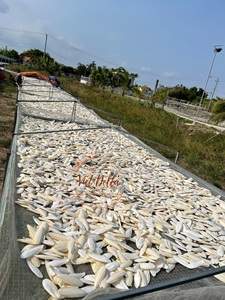 Hueso de sepia seco al por mayor de Vietnam Factory/Katty - Product Image 4