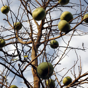 Pomme de bois fraîche (fruit de Bael) de qualité supérieure, fruit tropical naturel, vente en gros, fournisseur d'exportation du Bangladesh - Product Image 3