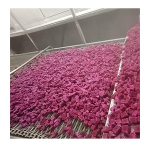 ผลไม้มังกรแช่แข็ง IQF แบบก้อน 1 กก. บรรจุภัณฑ์สุญญากาศ อายุการเก็บรักษา 24 เดือน 99 โกลด์ ดาต้า - Product Image 1