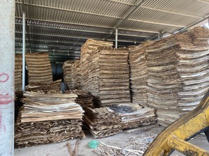 Produit phare en gros : Placage de noyau 100 % naturel (pin/eucalyptus/acacia) pour la fabrication de contreplaqué - Product Image 5