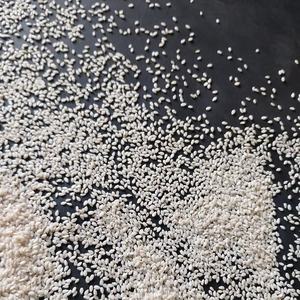 Semillas de Sésamo Descascarilladas de la Mejor Calidad, 99.98% de Pureza, Limpiadas a Máquina, Empaquetado para Exportación a Granel - Product Image 3