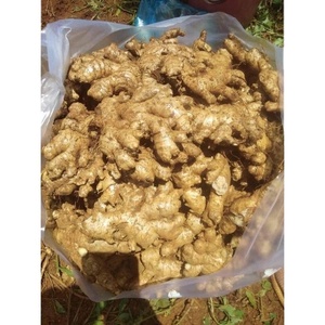 Gingembre frais et séché, bon prix, produit agricole du Vietnam - Product Image 2