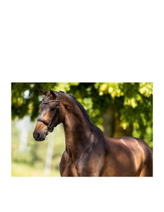 สายหนังม้าบังเหียนม้าหนัง headstall ปรับได้เชือกแขวนคอทนทานขี่ม้า - Product Image 6