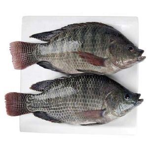 Pescado 100% MARISCOS, Tilapia Congelada Entera, Tilapia Fresca Roja y Negra - Product Image 6