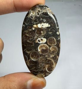 หินอาเกต TURRITELLA แบบคาโบชอง ขายส่งเป็นล็อตตามน้ำหนัก มีรูปทรงและขนาดต่างๆ ใช้สำหรับทำเครื่องประดับ - Product Image 2