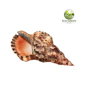 Concha de Tritón Natural Decorativa, Concha de Mar Grande, Concha de Caracol, Decoración Oceánica, Regalo de Playa, Decoración de Playa - Product Image 5