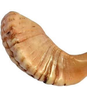 ธรรมชาติ Ram Shofar ฮอร์นขนาดกลางฮอร์นจากอิสราเอลใหม่เพลงชาวยิวโดย United Trade World - Product Image 1