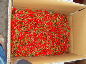 Piment rouge frais cru de qualité supérieure Origine du Vietnam 2025 Produit de haute qualité prêt pour l'exportation en gros - Product Image 5