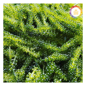 Raisins de mer, ingrédient alimentaire pour salades et accompagnements - Product Image 6