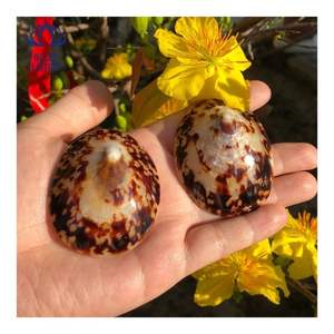 Concha de Limpet MOST WANTED, Adecuada para Protección de la Piel y Uso Personal, Superficie Pulida Suave para un Contacto Delicado - Product Image 2