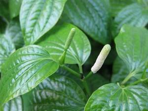 Feuilles de Piper Lolot congelées authentiques du Vietnam pour la cuisine asiatique - Product Image 4