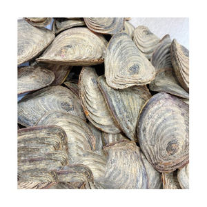 Operculo de concha marina, materiales naturales ecológicos para proyectos de arte y manualidades hechos a mano - Product Image 1