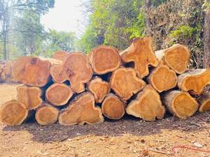 Bûches de bois / Bois de santal / Bois d'ash / Bois d'ébène / Bois de hêtre / Bois de bouleau / Bûches de teck rondes / Bûches de bois à vendre - Product Image 5