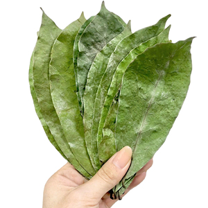 Thé aux feuilles de corossol naturel, tisane de Graviola, thé détox bien-être, approvisionnement en vrac - Product Image 1