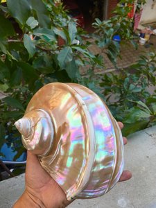 เปลือกหอยมุกเทอร์โบมาร์มาทาตัสขนาดใหญ่ สีเขียวธรรมชาติ เปลือกหอยหอยทากสีเขียว โรงงานขายส่งเวียดนาม - Product Image 2