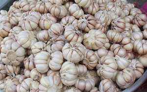 Vietnam Ail Nouvelle saison Ail blanc frais Vente en gros Prix compétitif de qualité normale - Product Image 5