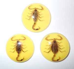 Escorpión Dorado, Espécimen Real, Cabujón de Plástico Redondo de 35x35 mm, Base Plana Amarilla para Manualidades y Joyería - Product Image 3