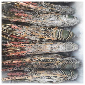 Langostas Vivas y Congeladas Premium para Importadores Globales de Mariscos, Compradores de la Industria Alimentaria Comercial y Distribución Internacional - Product Image 4
