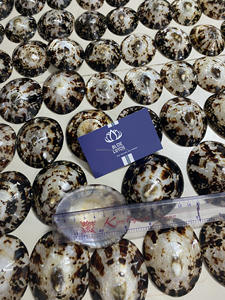 Produit Disponible Produit Coquille Limpet pour Femme Enceinte Coquilles de Bébé Allaitement au Meilleur Prix-LOTUS BLEU du Vietnam - Product Image 2