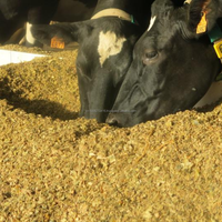 Ingrédient Alimentaire Premium pour Bétail, Volaille et Porcs : Grains Séchés Naturels de Brasseur, 40% Protéines et Fibres, Origine Vietnam