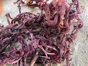 Vietnam High Quality Seamoss 2026 Bulk Supply Cheap Wholesale Price - Product Image 2