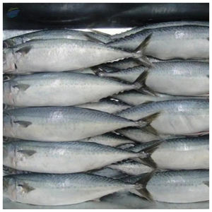 Pescado macarela del Pacífico entero y congelado para exportación - Product Image 3