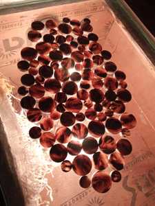 Botones de Cuerno de Búfalo para Trajes de Hombre - Botones Redondos Pulidos en Varios Colores - Product Image 4