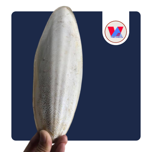 Polvo de Hueso de Sepia Seco Premium DISPONIBLE para Uso Tradicional, Hueso de Sepia Molido Fino, Fuente Sostenible - Product Image 1