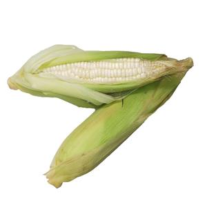 Maíz Blanco de Primera Calidad y Maíz Blanco Nutritivo Optimizado para el Crecimiento Máximo en la Agricultura Intensiva - Product Image 5