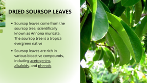 Hojas de Guanábana Secas de Siam, Cosechadas de Forma Sostenible, Calidad Garantizada, 500g, Marca EXPAD, Preparar con Agua Caliente - Product Image 4