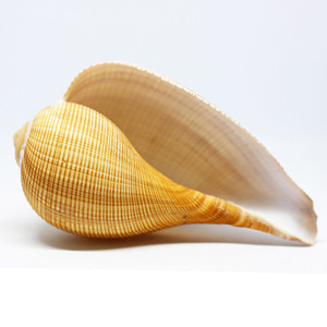 Grandes coquilles marines pour la décoration de plage et les applications artisanales, prix bas, coquilles de mer, grandes coquilles océaniques - Product Image 2