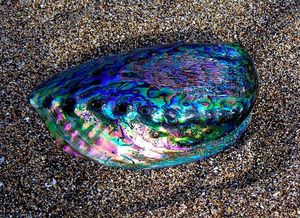 Green <b>Abalone</b> <b>Shell</b> for Jewelry Crafts Vietnam Polished <b>Shell</b> Pieces for Pendant Design Mosaic and Decorative Inlay - Product Image 6
