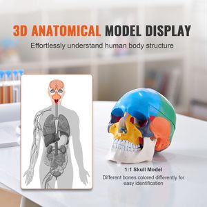Modelo de Cráneo Anatómico Pintado de Tamaño Real, 3 Partes Desmontables, Cráneo Humano de PVC para Aprendizaje, Hecho de Madera - Product Image 2