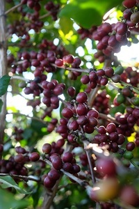 Konnai กาแฟสำเร็จรูปคุณภาพสูงจากเวียดนามเกรดสูงน้ำตาลหวานบรรจุในกล่องบรรจุ240กรัม - Product Image 5