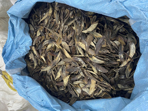 [MEJOR VENTA] |   Operculum de Murex, Concha Marina Seca, Ingrediente para Incienso Aromático, Suministro de Perfumería, Vietnam - Product Image 6