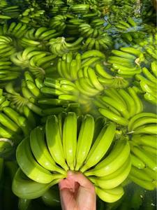BANANO CAVENDISH PREMIUM FRESCO CON CERTIFICACIÓN GLOBAL GAP /John +94 8844359 - Product Image 1