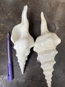 Conchas de Caracol Limpias al por Mayor 2026, Utilizadas para Decorar Paredes, Conchas de Nácar de Alta Calidad, Conchas Rosadas para Manualidades y Decoración - Product Image 3